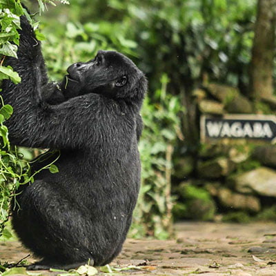 RwandaDestination-400x400