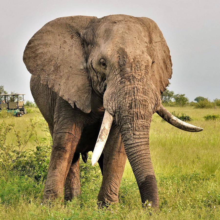 Elephant seen on golfing safari in South Africa