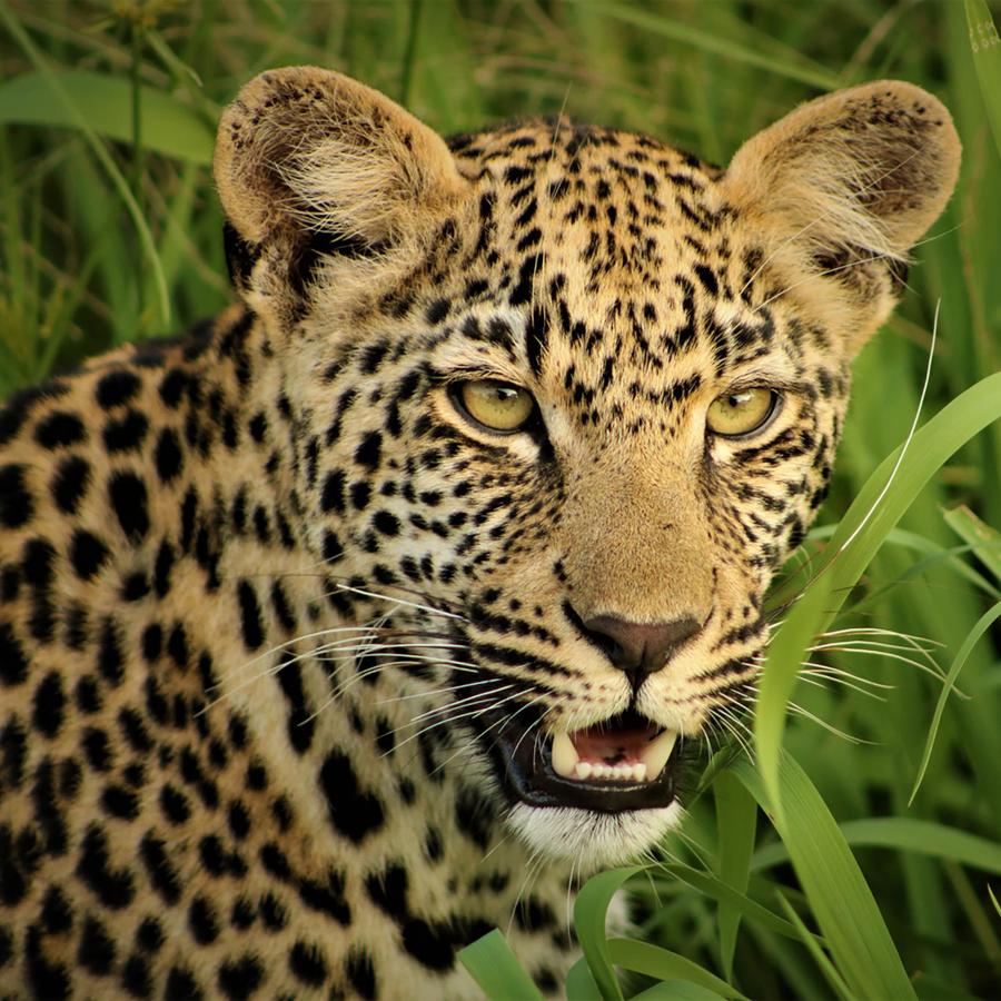Leopard, one of the big 5, in long grass