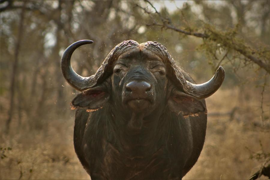 Front on of buffalo, one of the big five, on golfing safari in South Africa. 