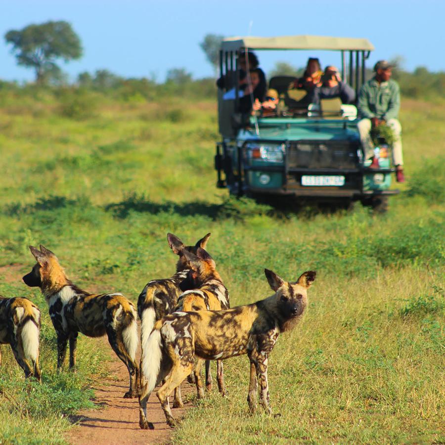 Wilddog pack, seen while on golfing safari in South Africa
